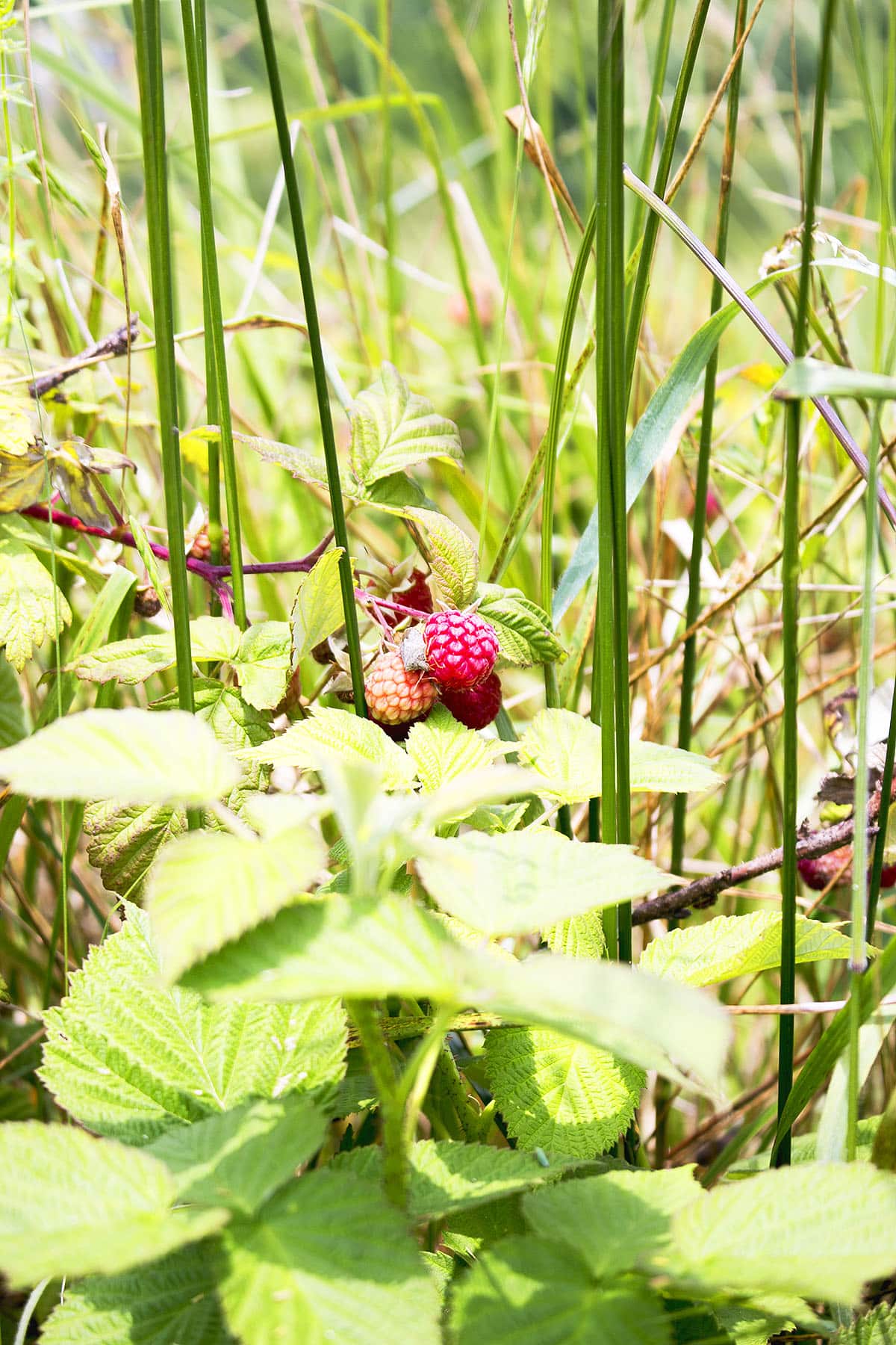 Closeup of plant and raspberry growing in a garden