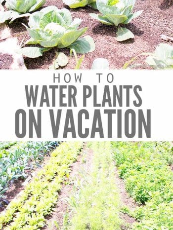 Learn how to water plants while away on vacation! Set up these simple garden hacks before you leave to vacation-proof your garden.