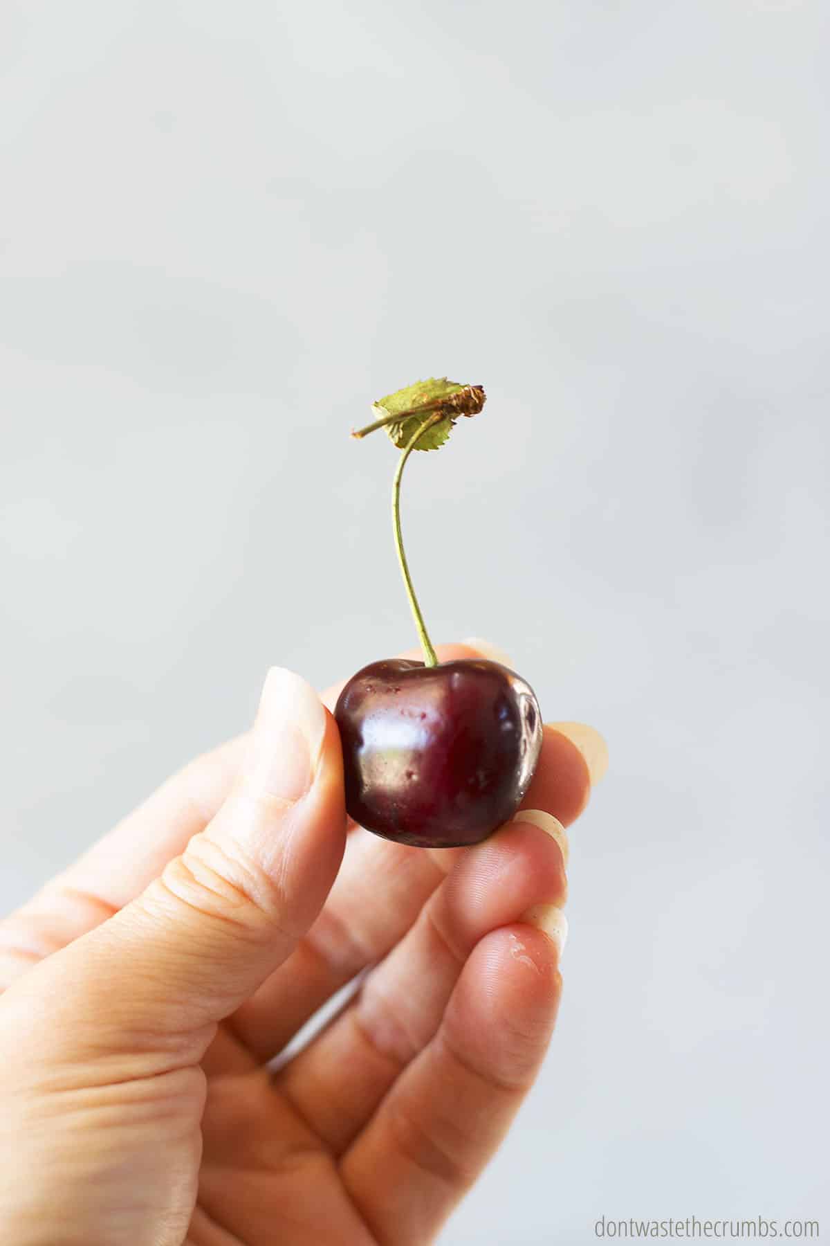 Hand holding a cherry